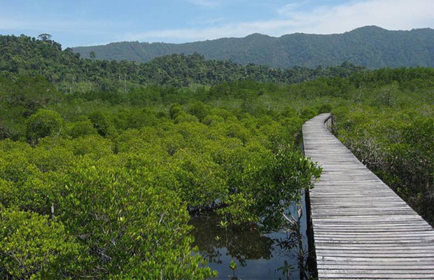 Mangrove Forest Koh Kong 3